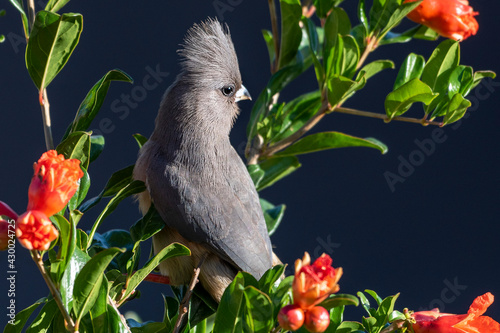 White-backed Mousebird(Colius colius) or Witkruismuisvoël photo