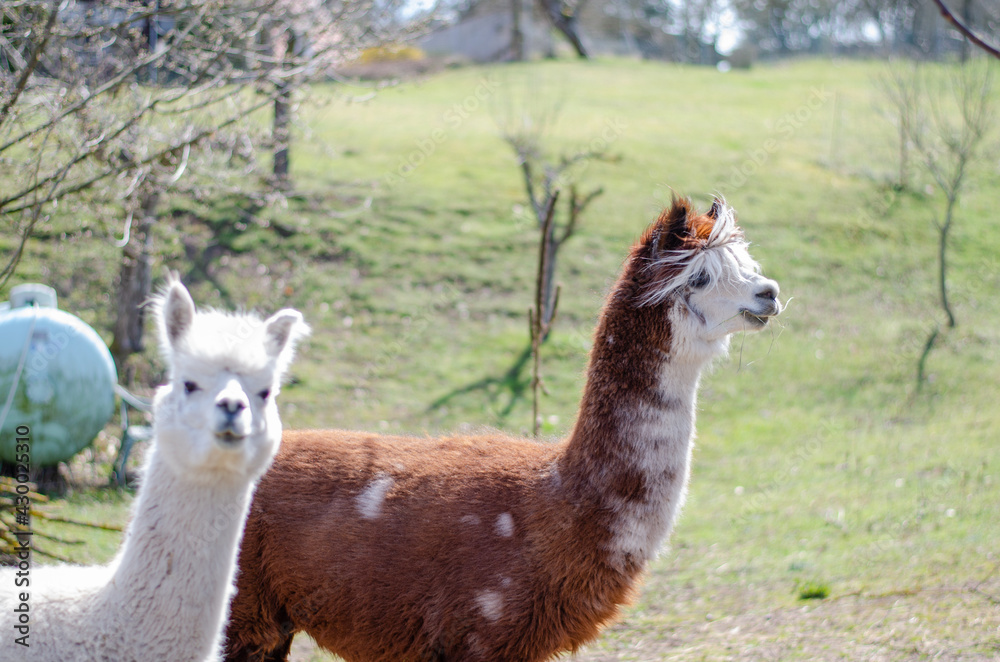 Obraz premium Alpakas auf der Weide im Frühling