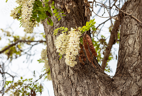 Tronco y flores del árbol Robinia pseudoacacia photo