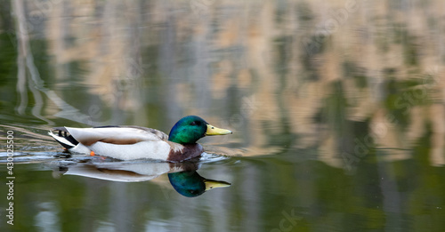 Duck on a lake in spring in the Canadian forest, Quebec