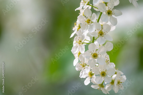 White flowers blooming bird cherry. Close-up of a Flowering Prunus padus Tree with White Little Blossoms