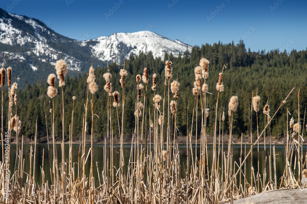 Fototapeta premium Lake Easton State Park in Washington State on an Early Spring Morning