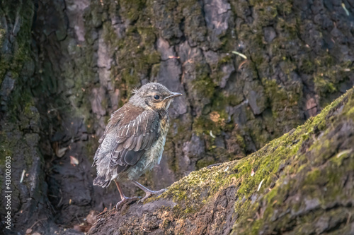 A fieldfare chick, Turdus pilaris, has left the nest and sitting on the spring lawn. A fieldfare chick sits on the ground and waits for food from its parents.