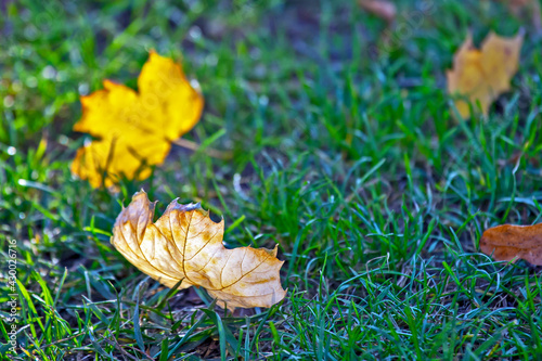 fallen leaves from trees autumn leaves on green grass