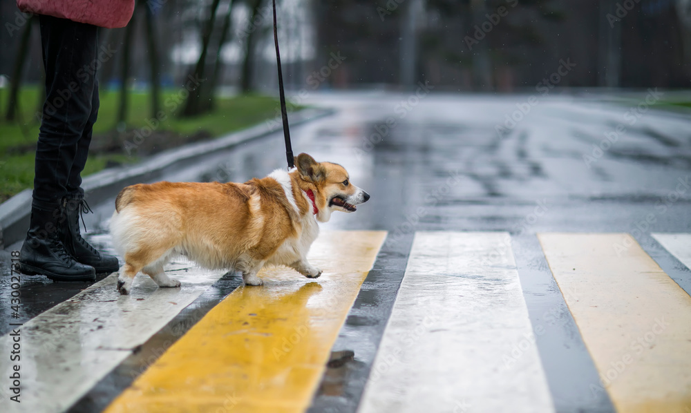 Fototapeta premium funny puppy corgi dogs with a girl on a leash cross the road on a pedestrian crossing on a rainy day
