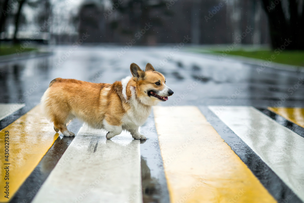 Fototapeta premium corgi dog puppy crossing the road at a pedestrian crossing on a rainy day and smiling