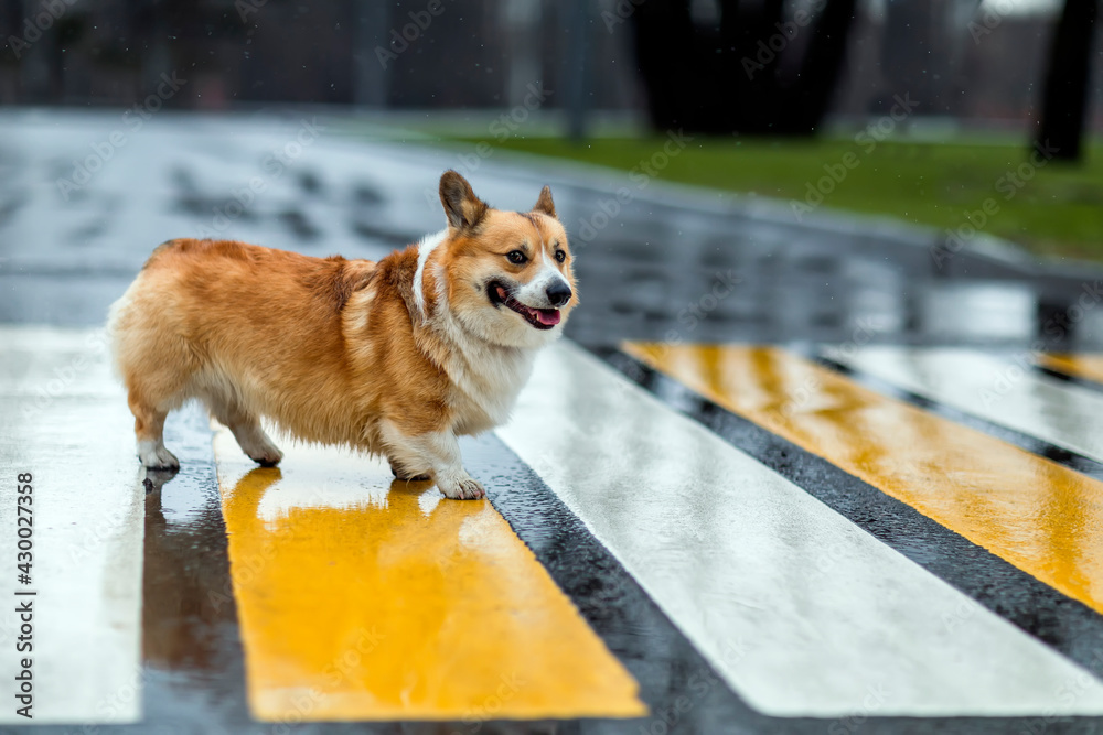 Fototapeta premium funny corgi dog puppy crossing the road at a pedestrian crossing on a rainy day and smiling