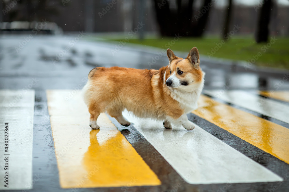 Fototapeta premium funny corgi dog puppy crosses the road at a pedestrian crossing on a rainy day