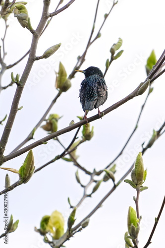 Male starling in a mating robe on a branch in a garden