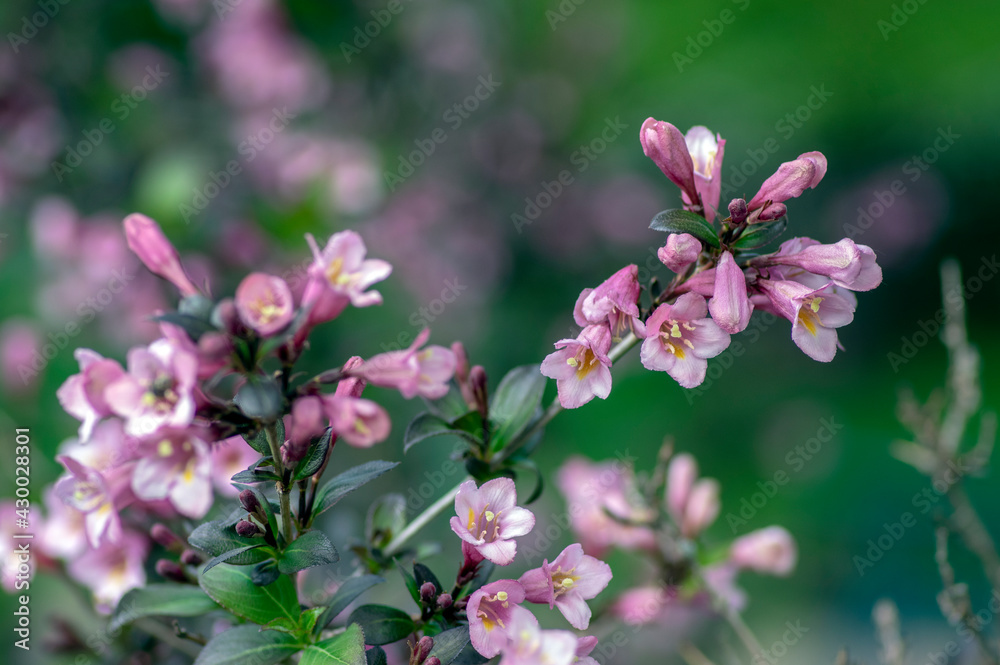 Weigela florida tango cultivated small flowering shrub, purple pink small flowers in bloom on branches