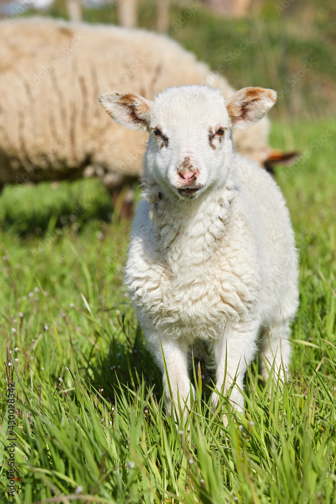 Fototapeta premium agneaux folâtrant dans un pré en Belgique au printemps 