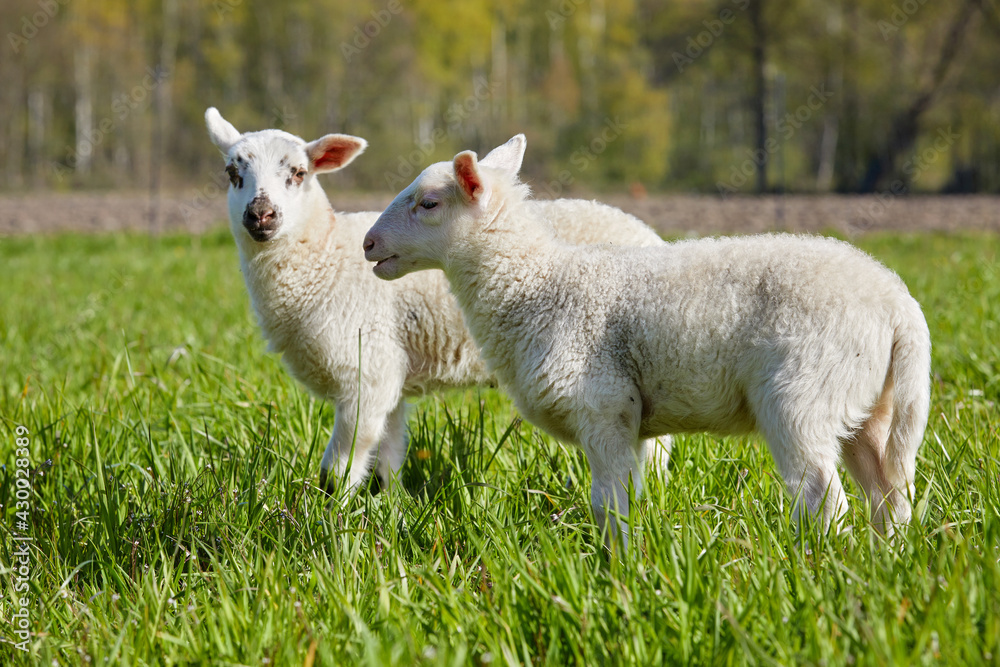 agneaux folâtrant dans un pré en Belgique au printemps agneaux folâtrant dans un pré en Belgique au printemps