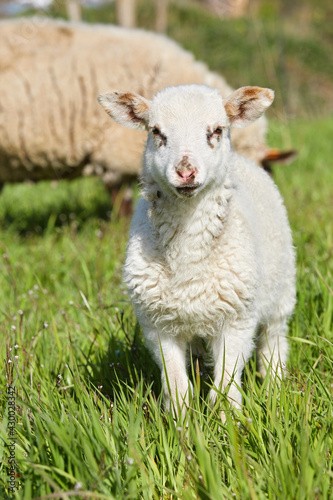 agneaux folâtrant dans un pré en Belgique au printemps  