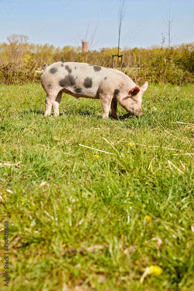 Fototapeta premium Elevage de porc en plein air au printemps dans une ferme biologique