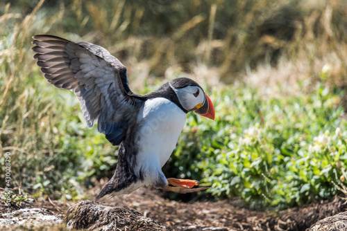 Farne Islands Puffins