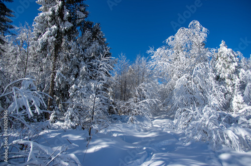 Trees under the snow in the winter forest