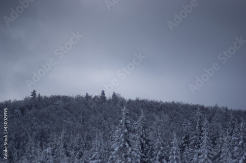 Trees under the snow in the winter forest