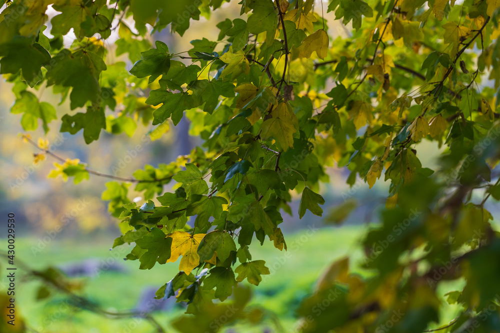 Maple branches with beautiful green leaves. Against the background of blue sky. Maple branches with beautiful green leaves. Against the background of blue sky.