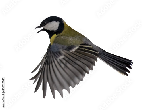flying yellow tit with open beak