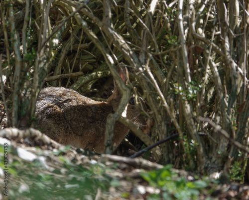 wild rabbit hiding amongst the undergrowth