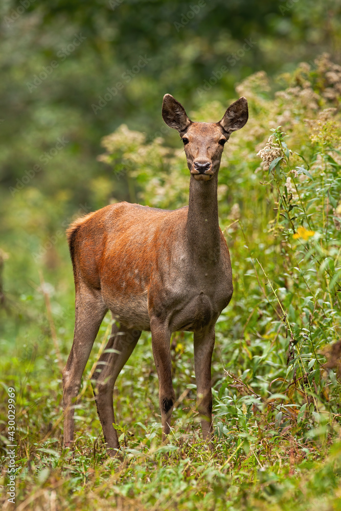 Female red deer standing in forest in vertical shot Female red deer standing in forest in vertical shot