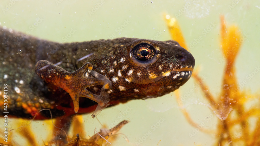 Fototapeta premium Danube crested newt diving underwater in close up.