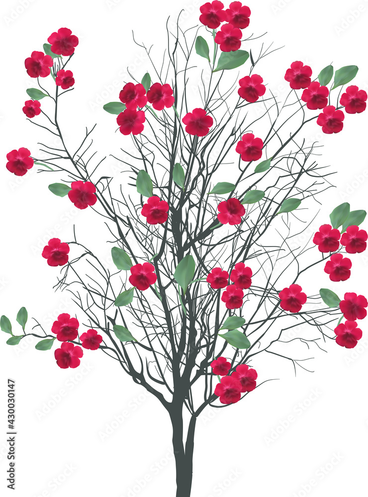 dark red blossoming tree isolated on white