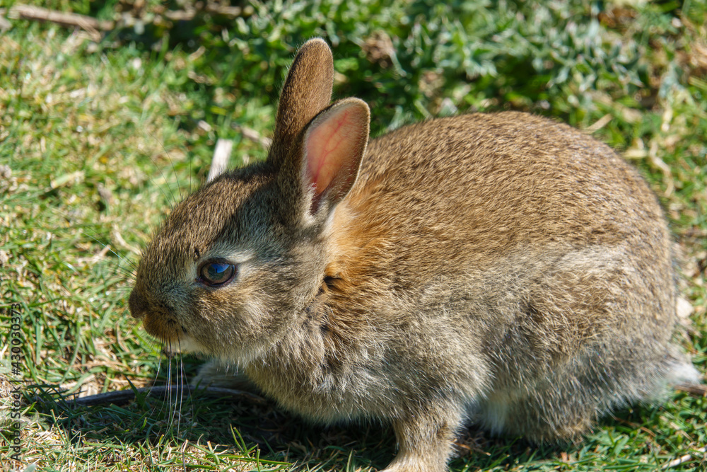 macro close up of a wild young rabbit with brown fur glistening in the sunshine macro close up of a wild young rabbit with brown fur glistening in the sunshine
