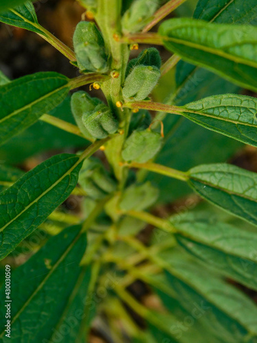 Wallpaper Mural close up of green leaves Torontodigital.ca