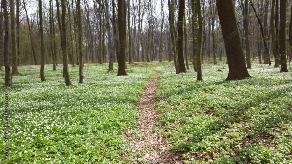 White anemone flowers in the forest.