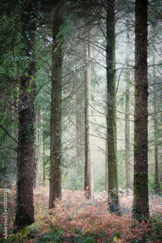 misty woodland and forest Cornwall england uk 