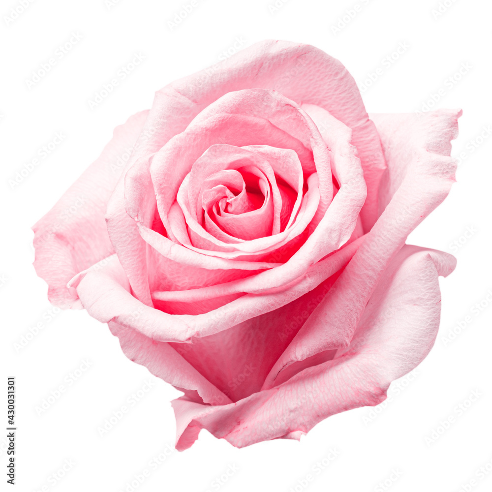 Beautiful pink purple rose bud isolated on white background Beautiful pink purple rose bud isolated on white background