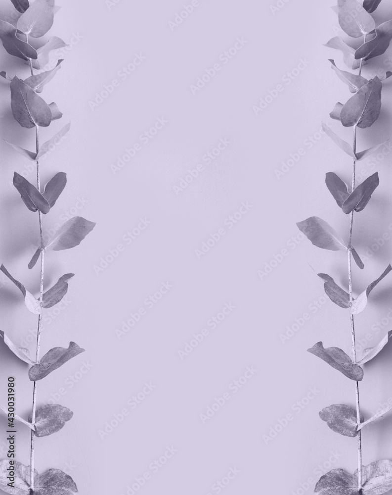 Obraz premium Flower eucalyptus on a violet background
