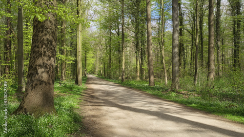 Hannover - Eilenriede, Frühling im Stadtwald, Niedersachsen, Deutschland, Europa