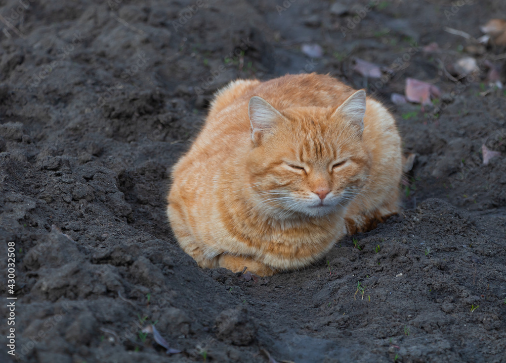 A beautiful orange cat sleeping in the garden A beautiful orange cat sleeping in the garden
