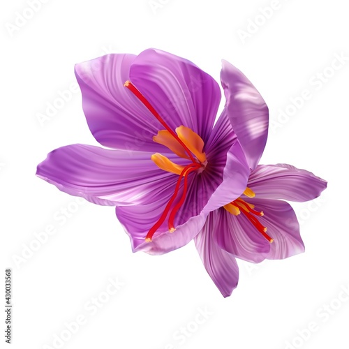 Saffron flower Bud open close-up. Seasoning expensive saffron