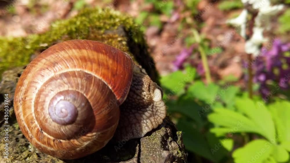 Snail against the background of spring flowers. Snail against the background of spring flowers.
