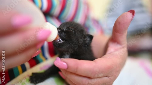 Close up of feeding newborn cute blind black kitten with a bottle of kitten milk replacer powder baby cat formula