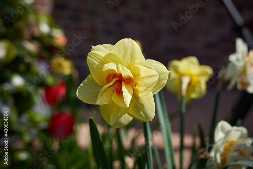 Yellow-red frilled double flower of Narcissus or  Delnashaugh 