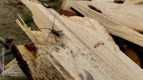 Acanthocinus aedilis close-up. The barbel beetle crawls on a pine board. A species of beetle belonging to the longhorn beetle family, which is a wood boring beetle.