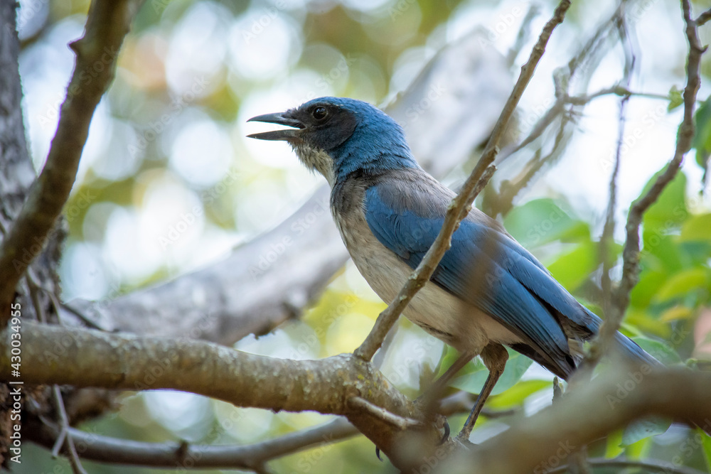 Ave con plumaje azul de la especie Aphelocoma califórnica, posando en un árbol en medio del campo.