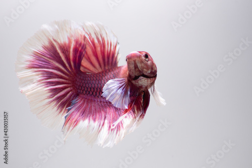 Obraz na płótnie pink betta long fin on white background
