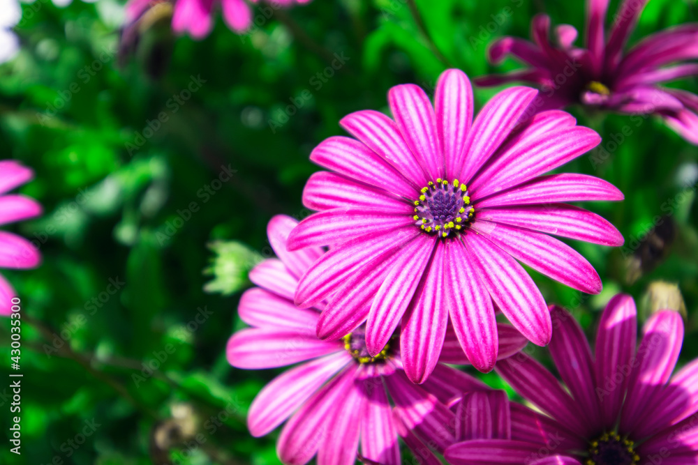 Osteosperumum Flower Daisy outdoors, Macro Closeup Osteosperumum Flower Daisy outdoors, Macro Closeup