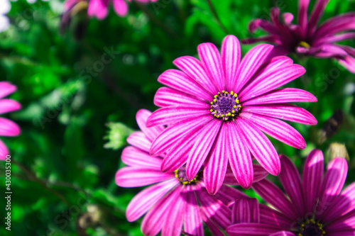 Osteosperumum Flower Daisy outdoors  Macro Closeup