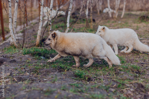 Arctic foxes play in the spring in the reserve