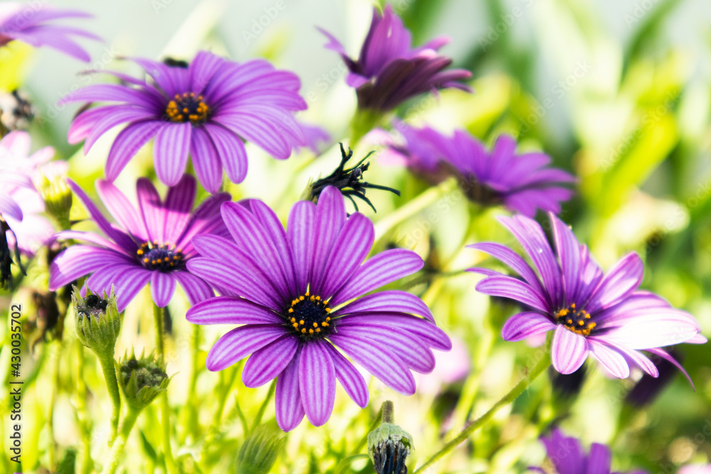 Osteosperumum Flower Daisy outdoors, Macro Closeup Osteosperumum Flower Daisy outdoors, Macro Closeup