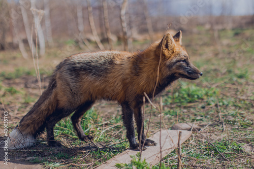Red-black fox in early spring in the reserve