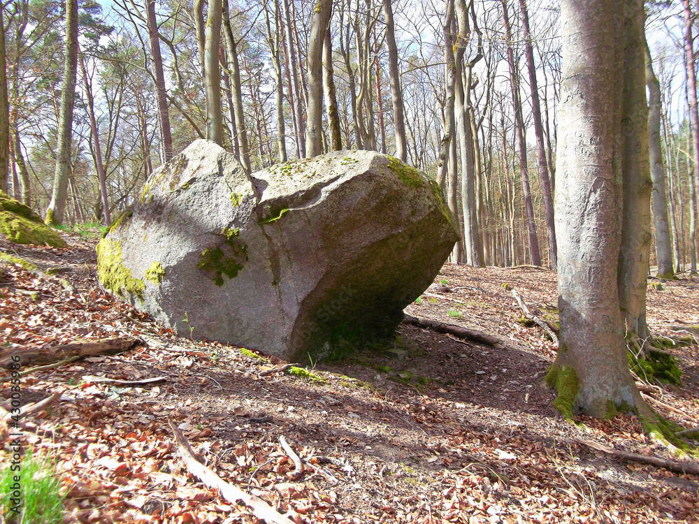 Fototapeta premium Der Opferstein im Buchenforst