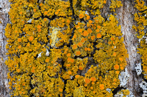 Macro image view of orange sunburst lichen on gray bark with small cups. 