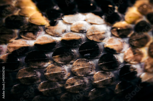 Bitis gabonica - Gabonese viper in detail on the skin. photo